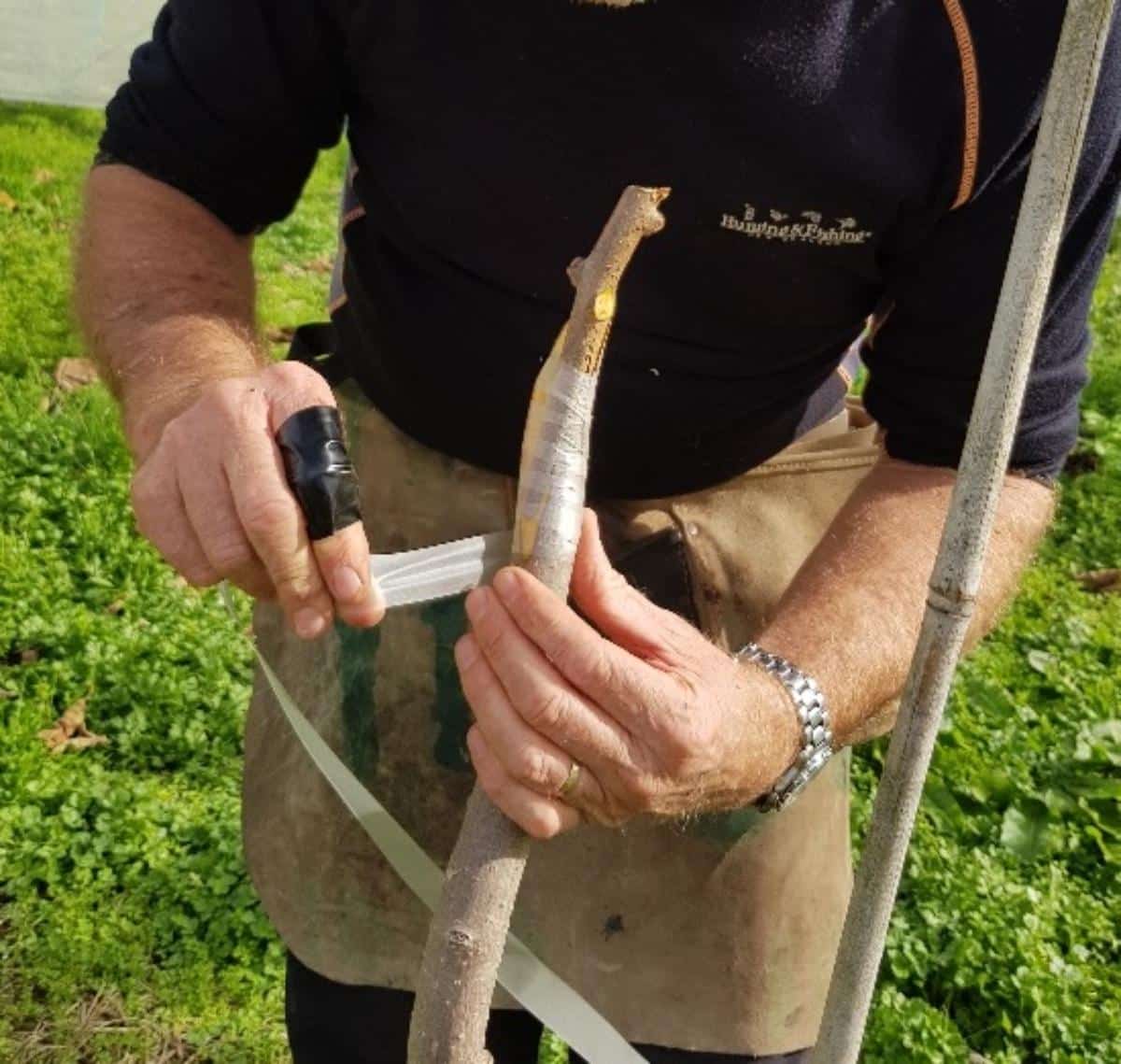 Taping a graft with grafting tape.
