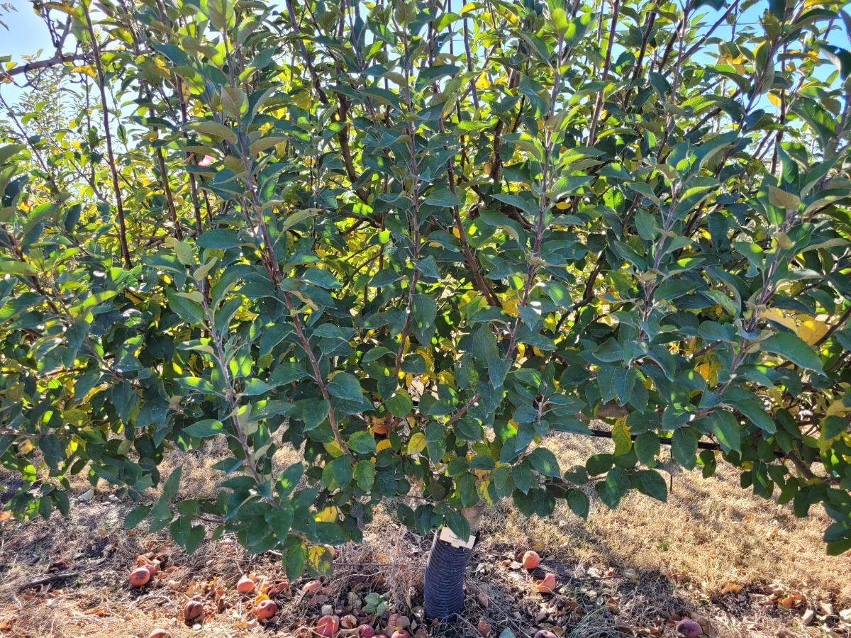 Mature grafted apple tree