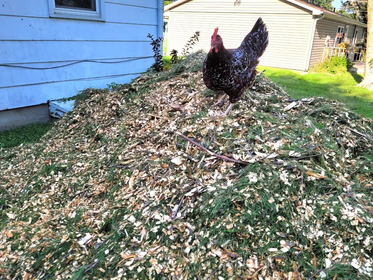 Chicken on a mulch pile