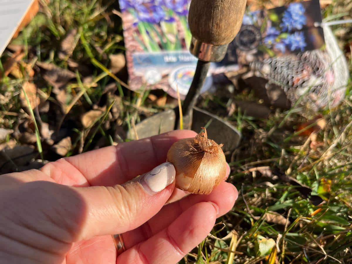 Planting crocus bulbs in grass