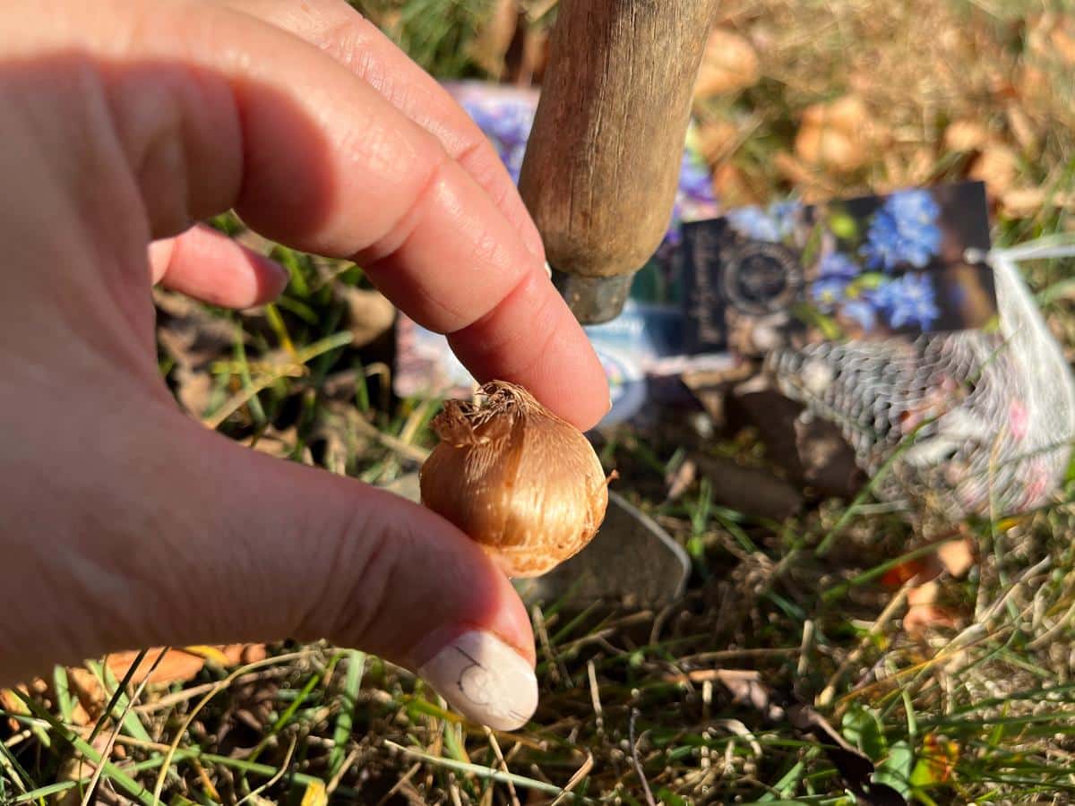 Planting winter blooming bulbs