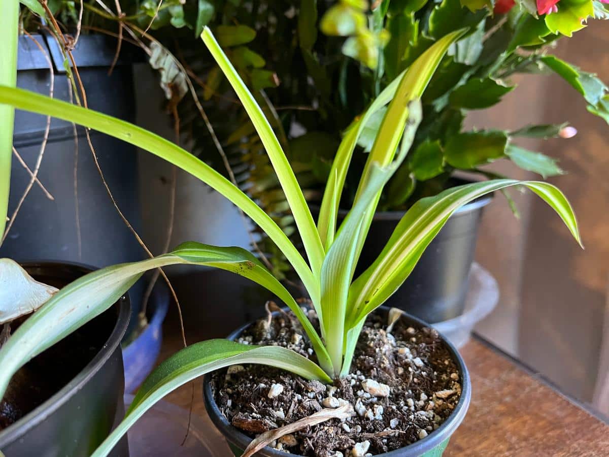 Young spider plant propagated from a parent