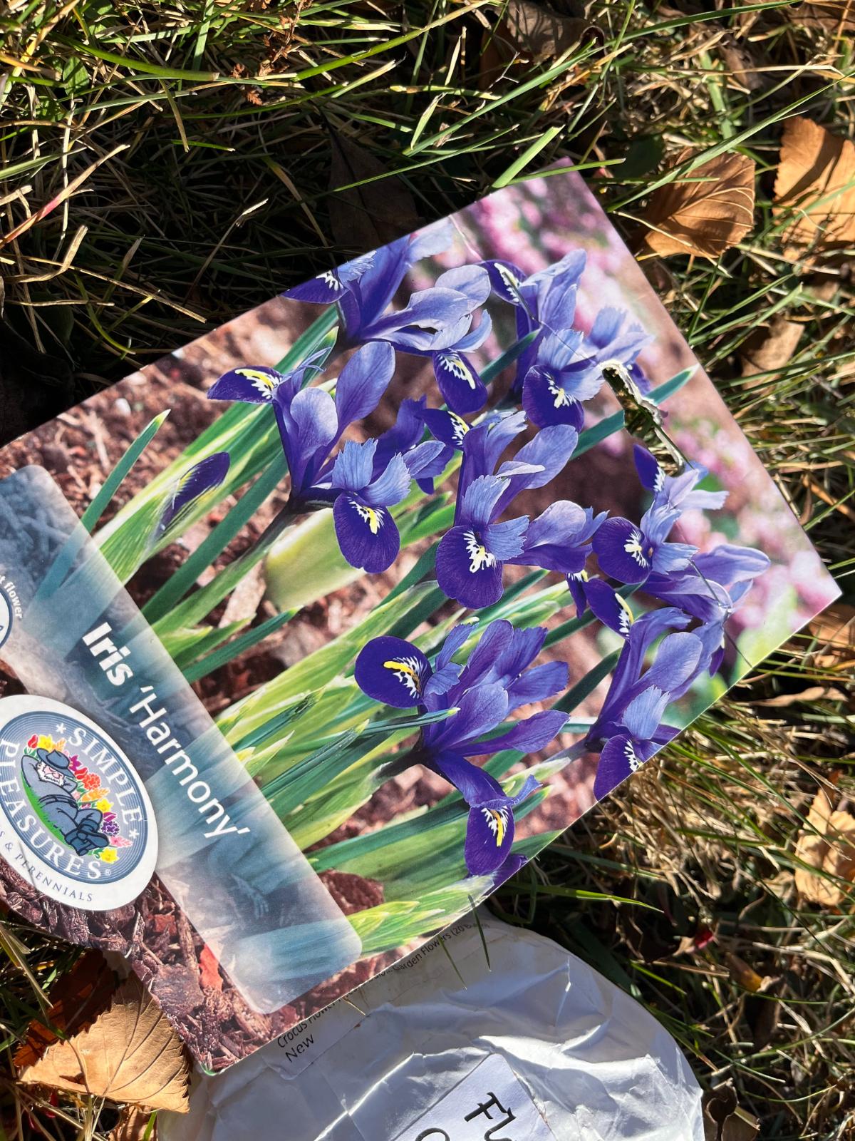 Purple reticulated iris bulbs