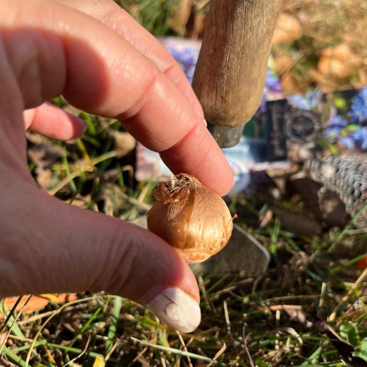 A gardener is holding a flower bulb.