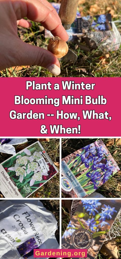 Plant a Winter Blooming Mini Bulb Garden -- How, What, & When! pinterest image