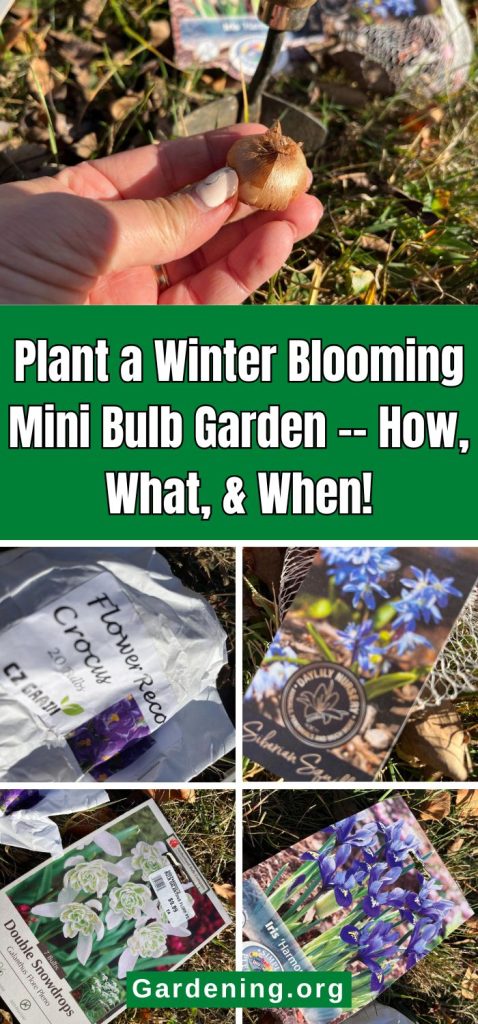 Plant a Winter Blooming Mini Bulb Garden -- How, What, & When! pinterest image