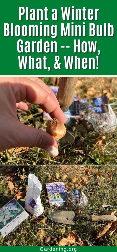 Plant a Winter Blooming Mini Bulb Garden -- How, What, & When! pinterest image