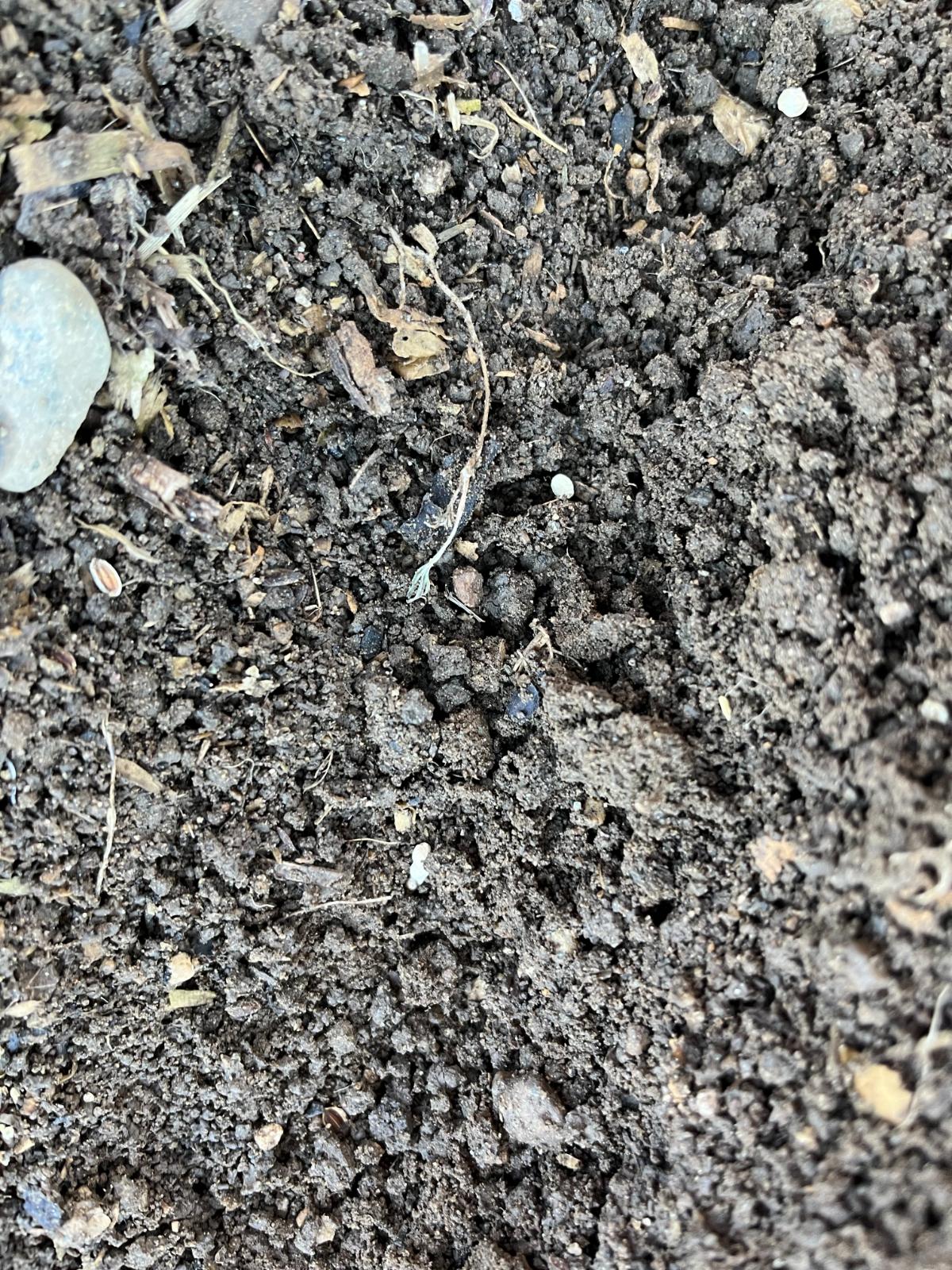 Moist wintry soil