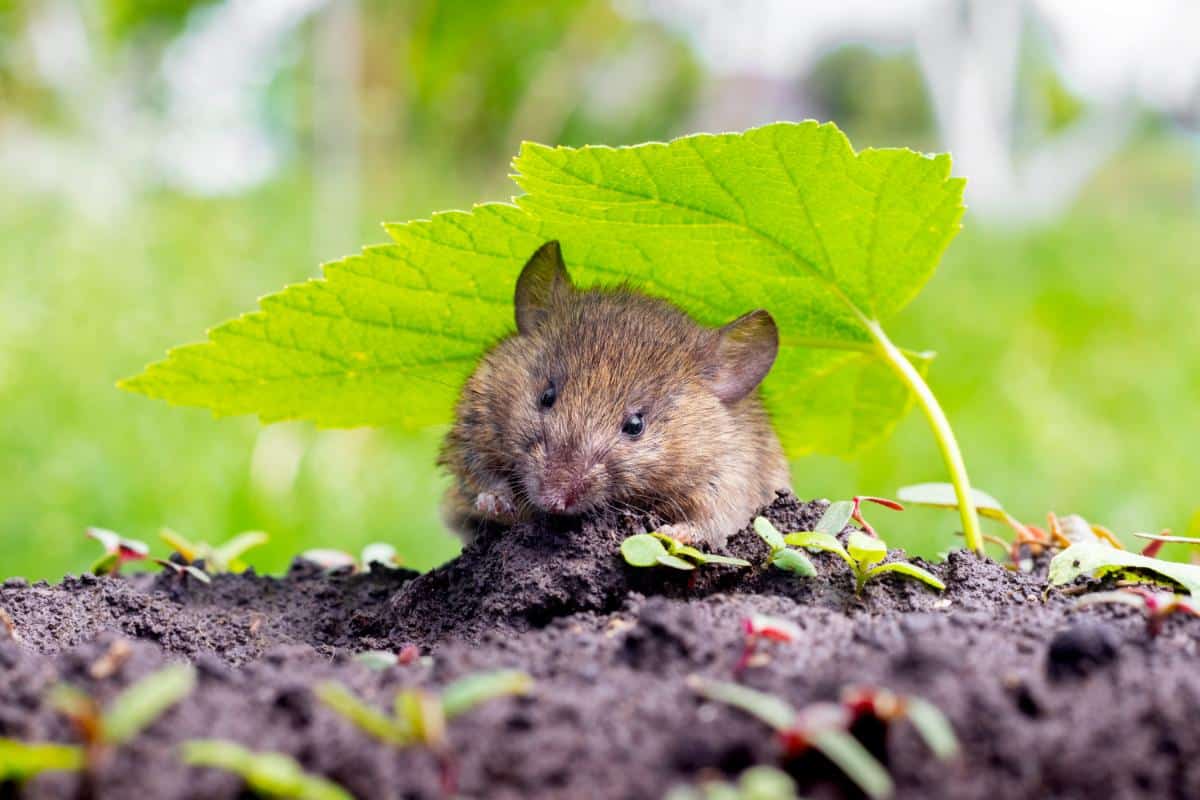 A rodent looking for a snack