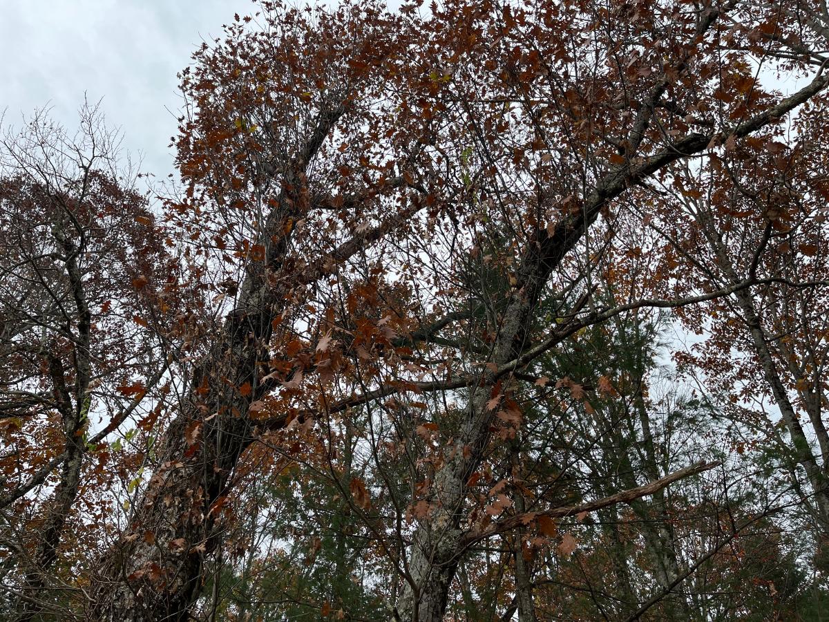 An oak tree in fall with leaves on it