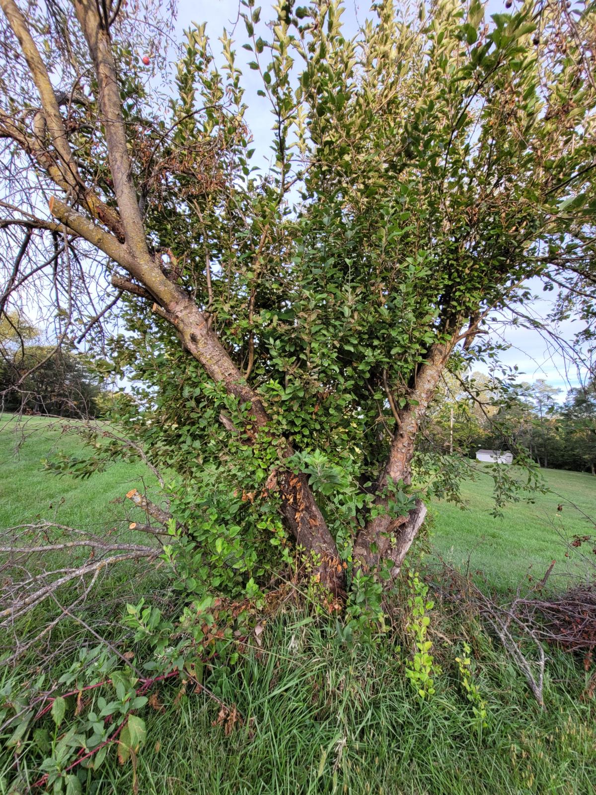 A fruit tree invaded by weeds