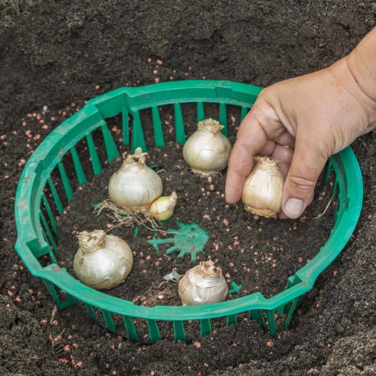 A gardener is planting fall flower bulbs.