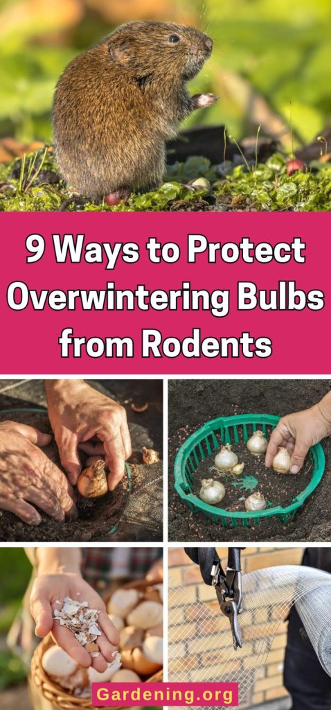 9 Ways to Protect Overwintering Bulbs from Rodents pinterest image