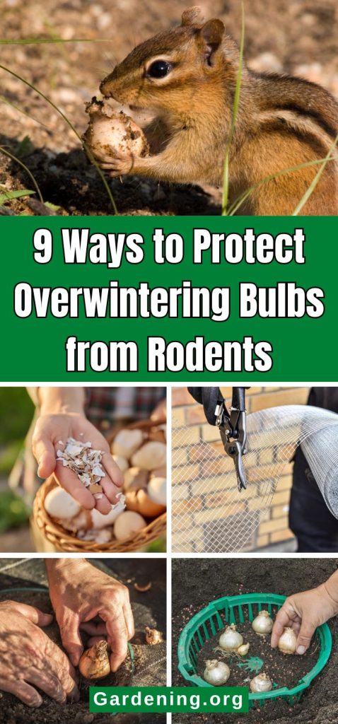 9 Ways to Protect Overwintering Bulbs from Rodents pinterest image