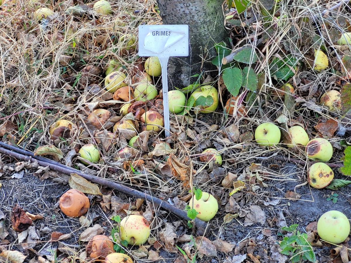 Rotten fallen fruit that needs to be cleaned up