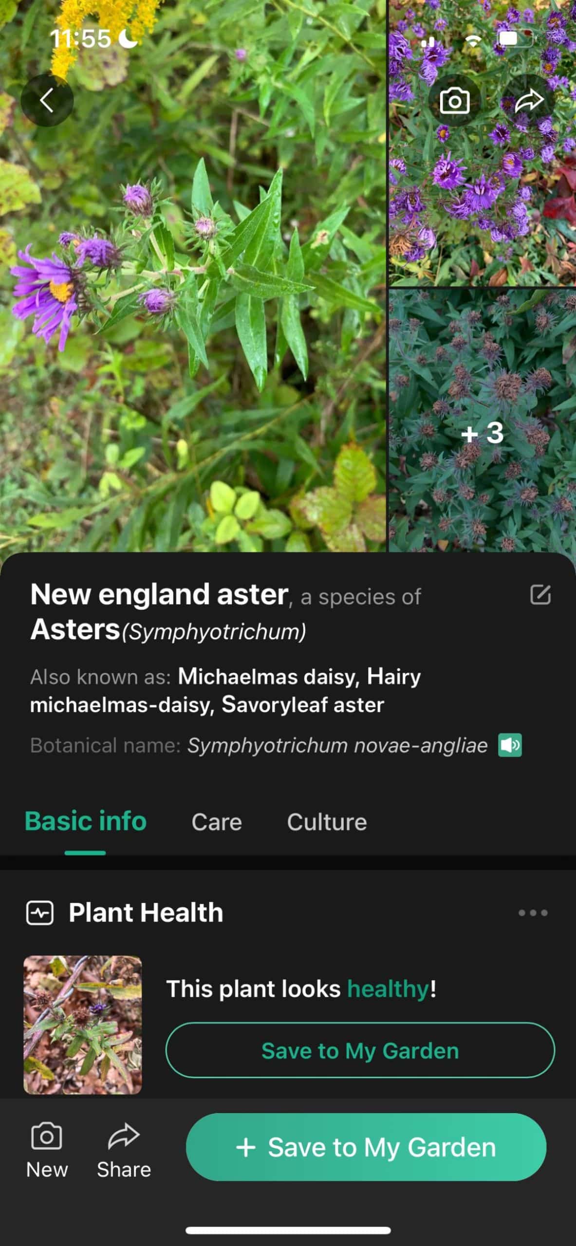 screenshot of a plant app identifying aster