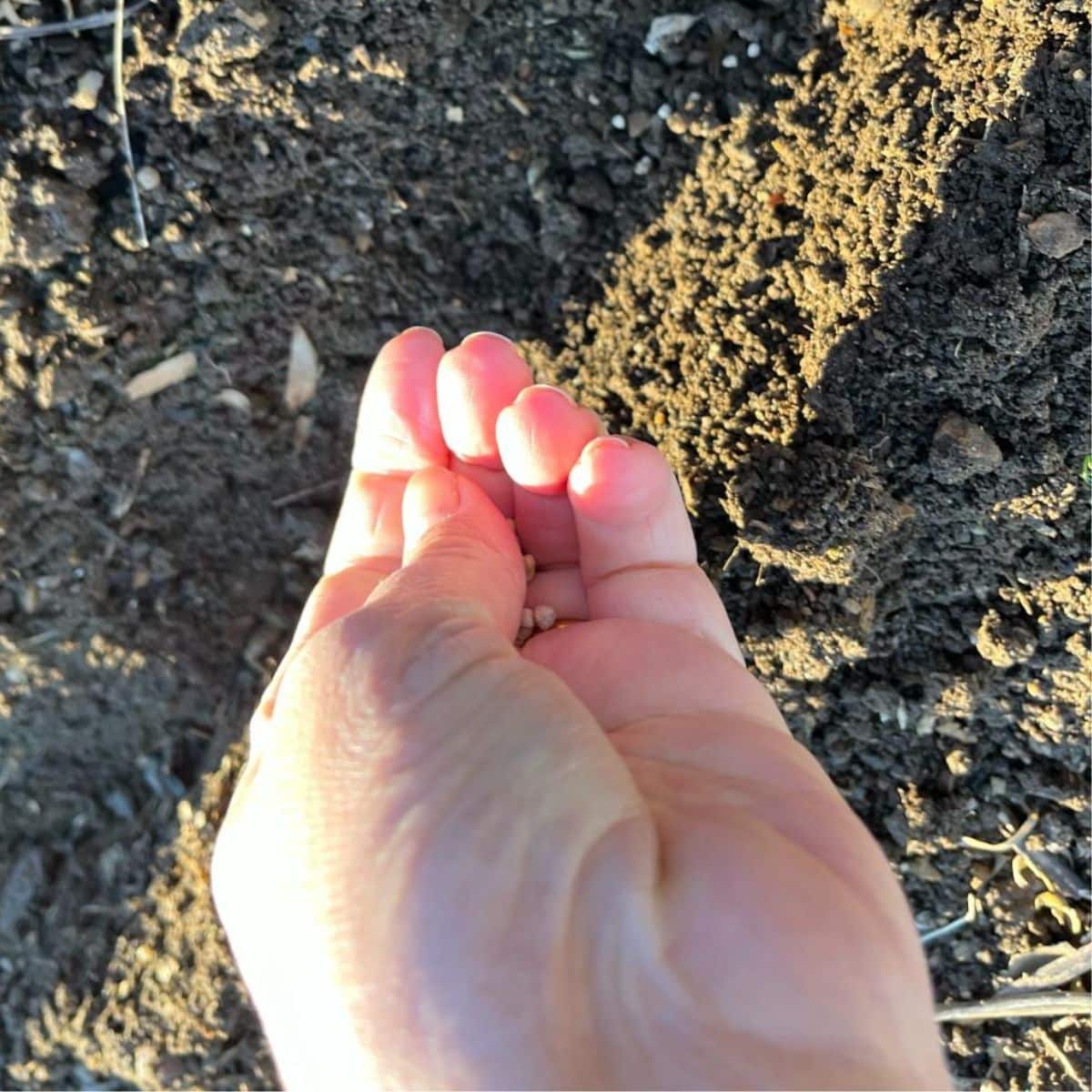 A gardener is planting spinach seeds in the soil.