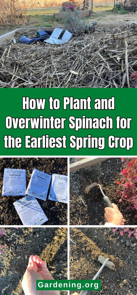 How to Plant and Overwinter Spinach for the Earliest Spring Crop facebook image