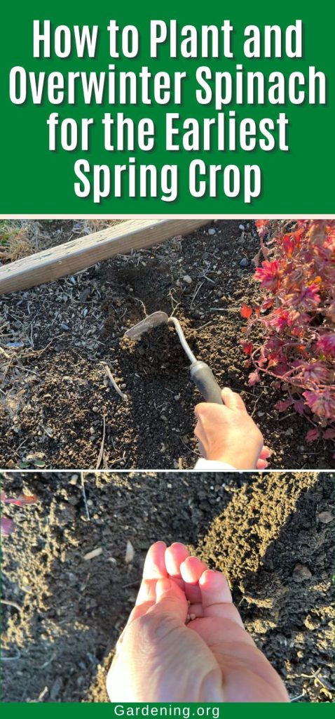 How to Plant and Overwinter Spinach for the Earliest Spring Crop facebook image