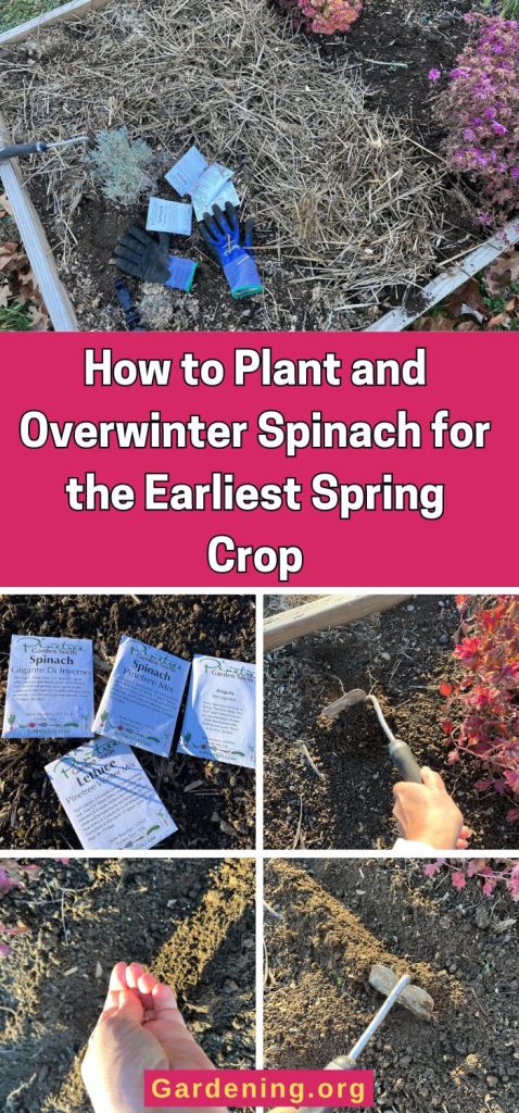 How to Plant and Overwinter Spinach for the Earliest Spring Crop facebook image