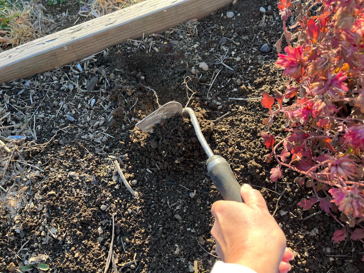 Planting overwintering spinach seed