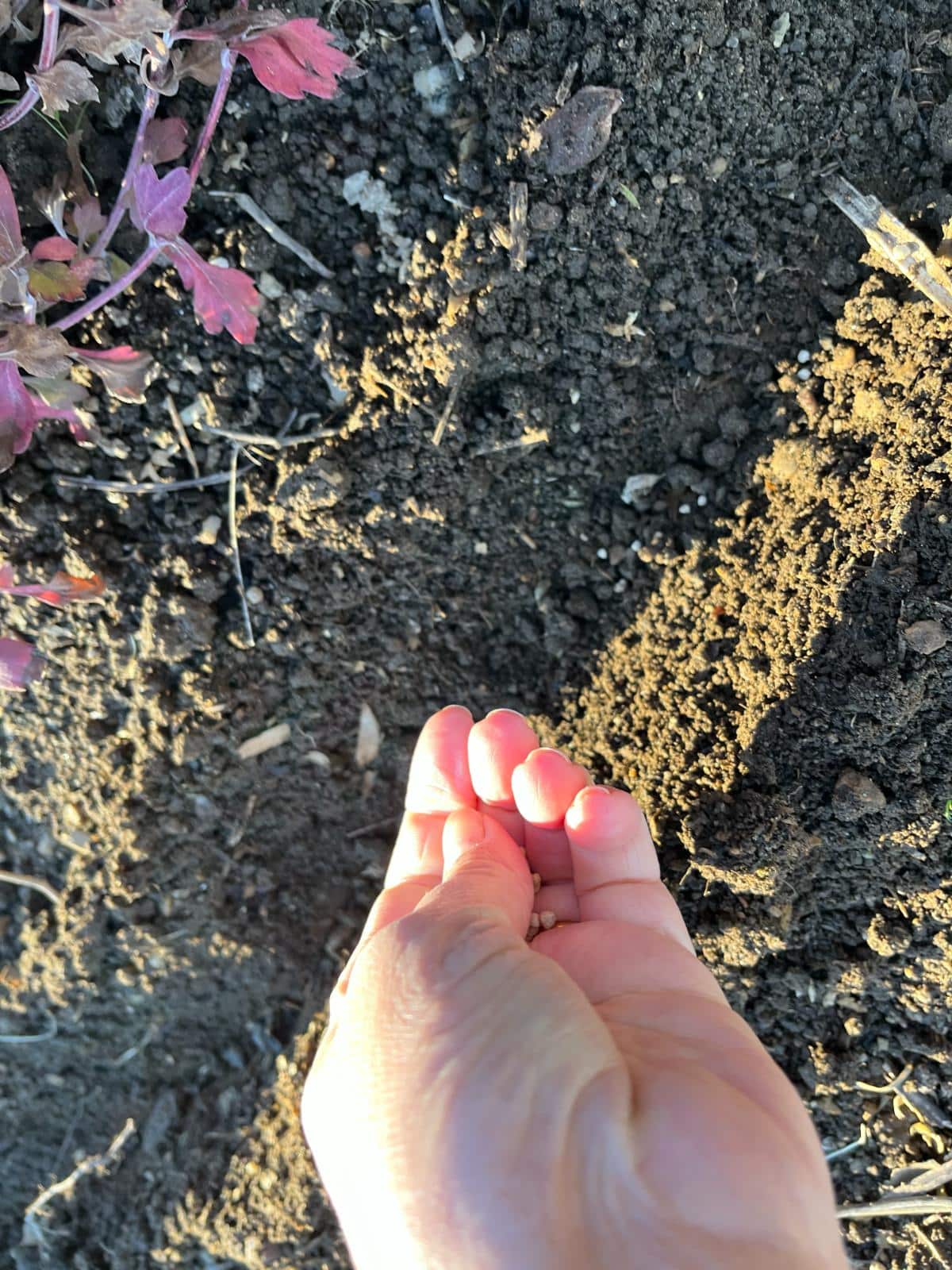 Planting spinach seeds to Overwinter for spring crops