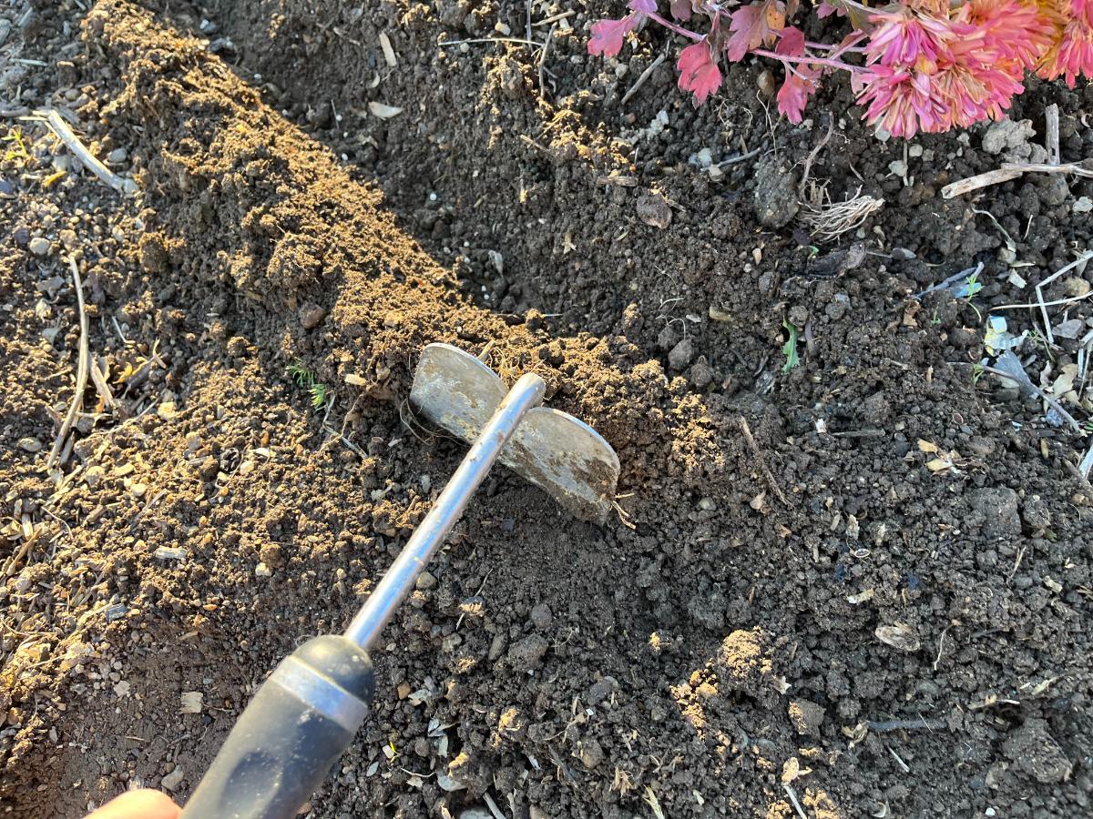 Covering spinach seed