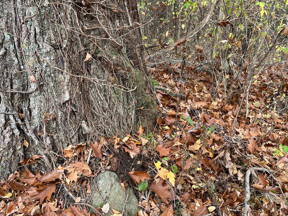 Oak and poison ivy leaves on the ground