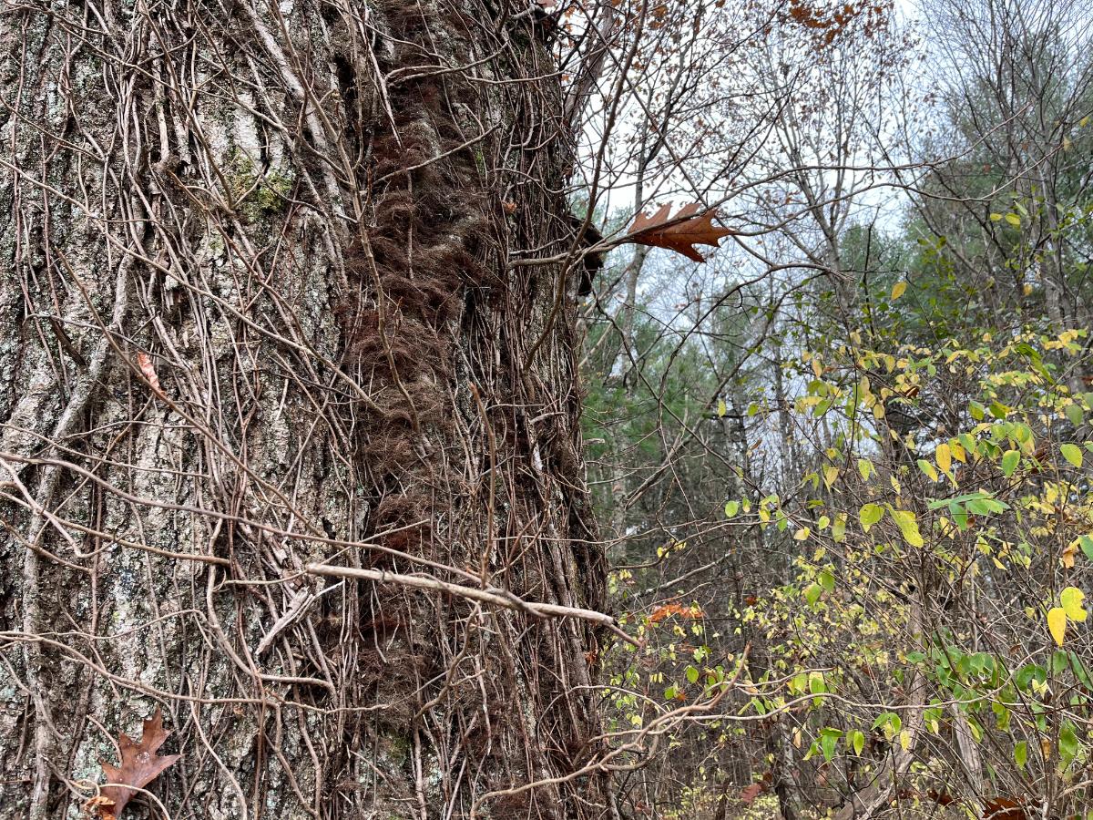 Poison ivy vines on a tree