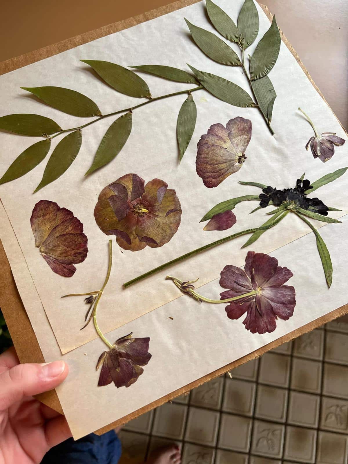 Pressed dried flowers