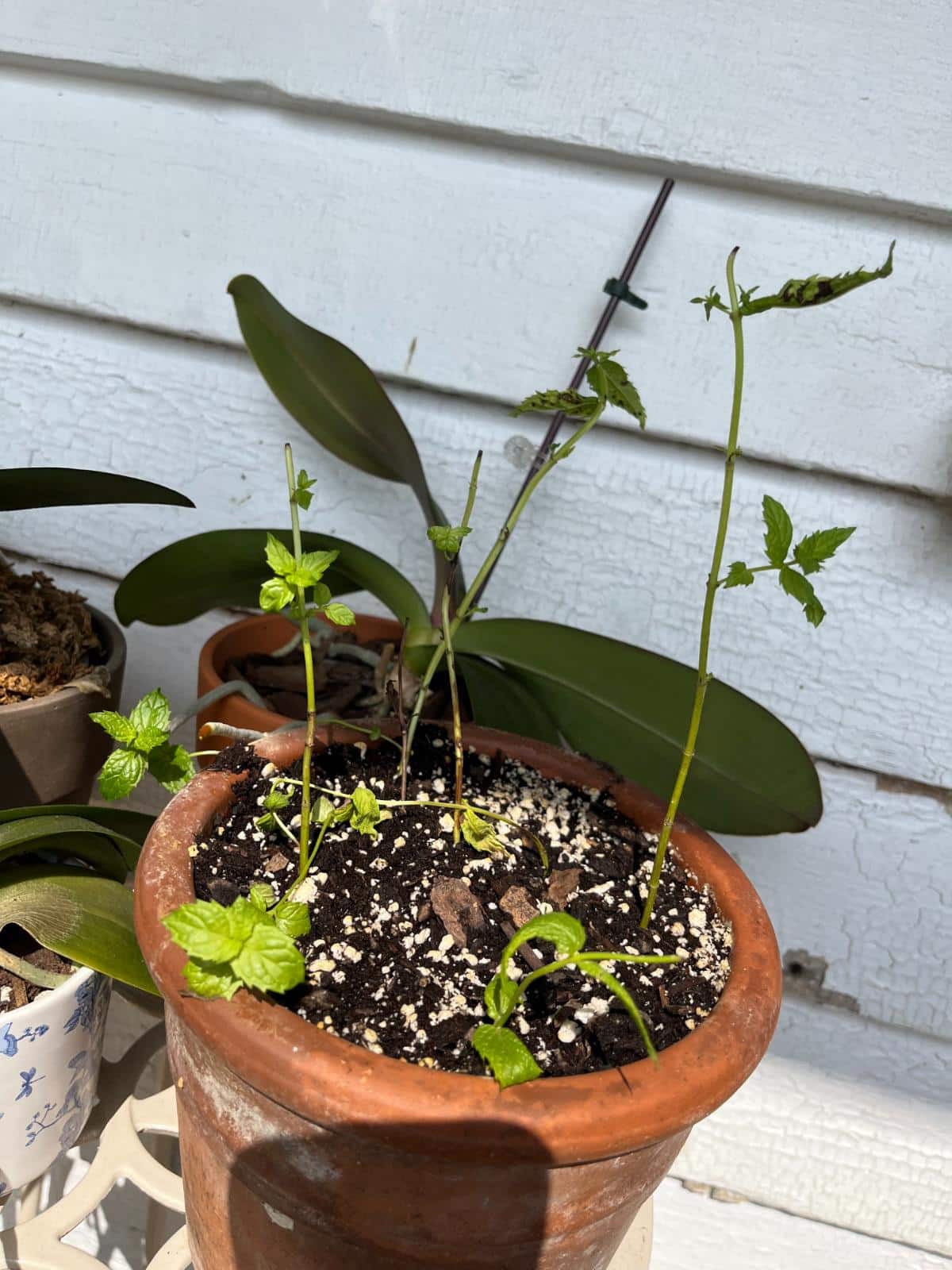 Rooting mint plants