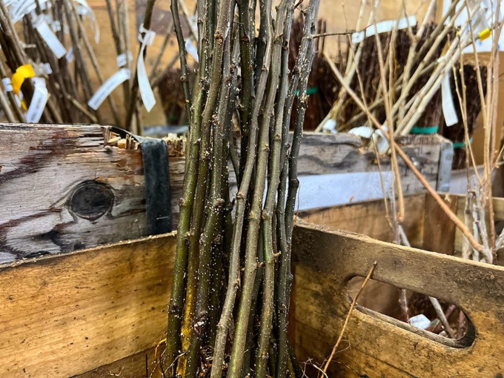 A Complete Guide to Rootstocks: 4 Things to Know - Gardening