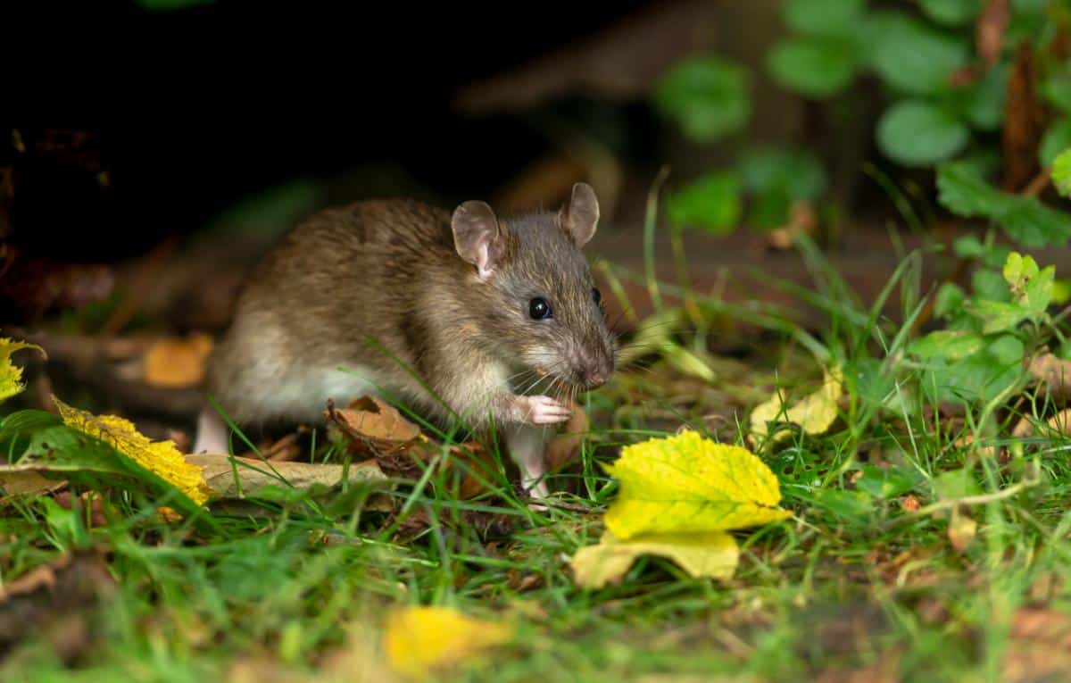 A mouse looking for a bulb meal