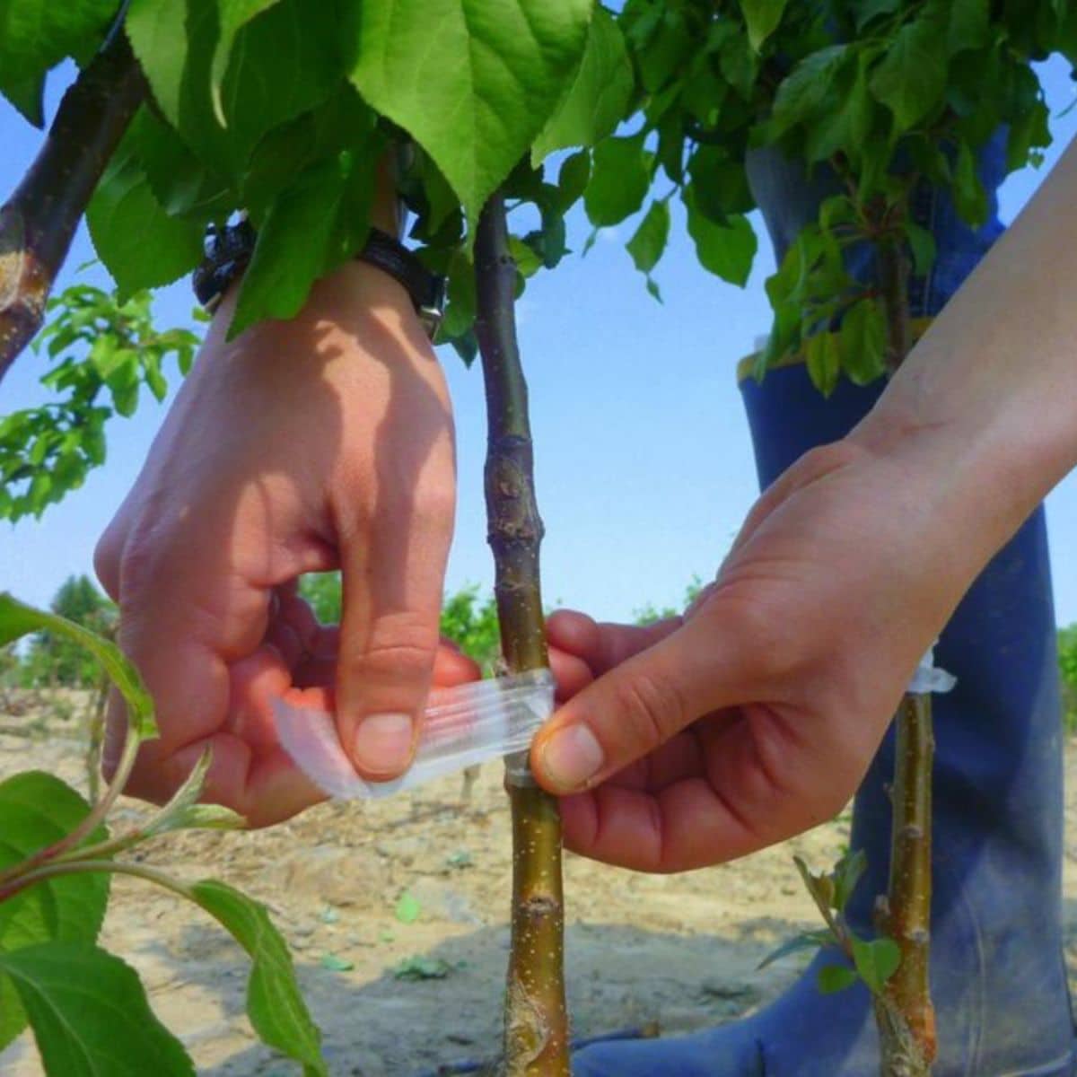 A gardener is taping a grafted branch.