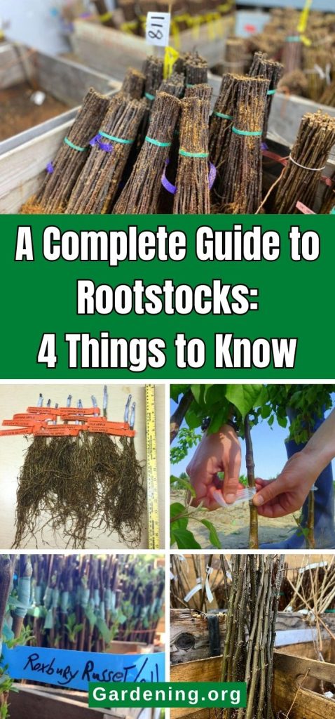 A Complete Guide to Rootstocks: 4 Things to Know pinterest image