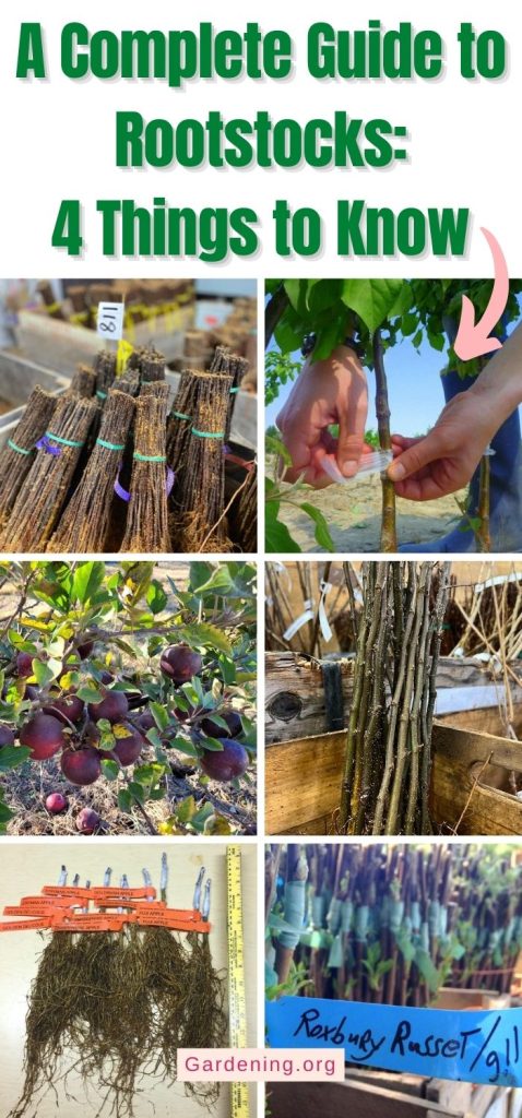 A Complete Guide to Rootstocks: 4 Things to Know pinterest image