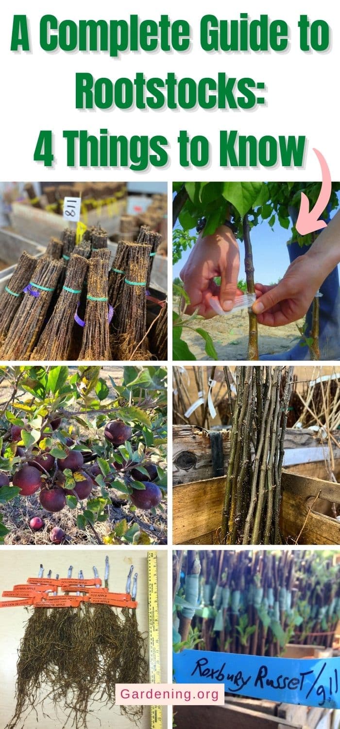 Using Roots Stock A Complete Guide to Rootstocks: 4 Things to Know - Gardening