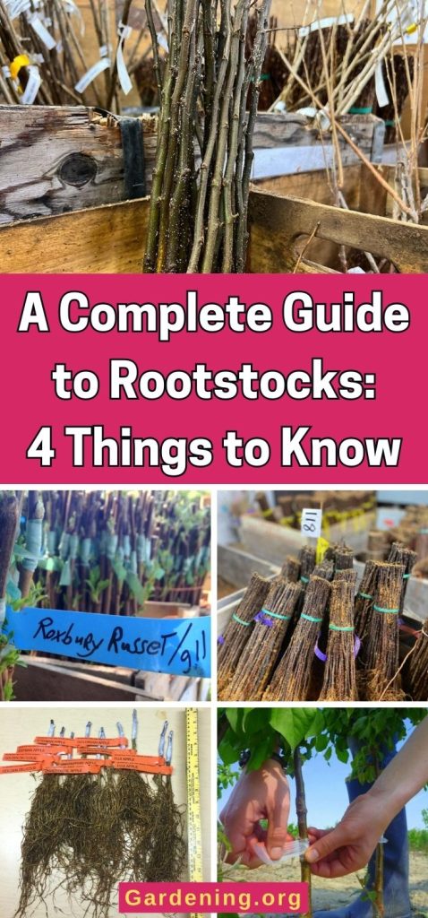 A Complete Guide to Rootstocks: 4 Things to Know pinterest image