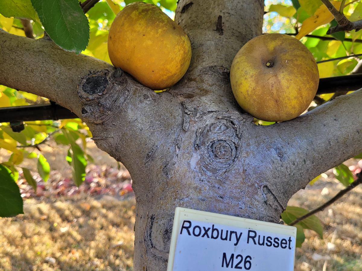 Roxbury Russet apple tree