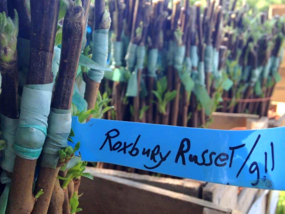 Roxbury Russet root stock