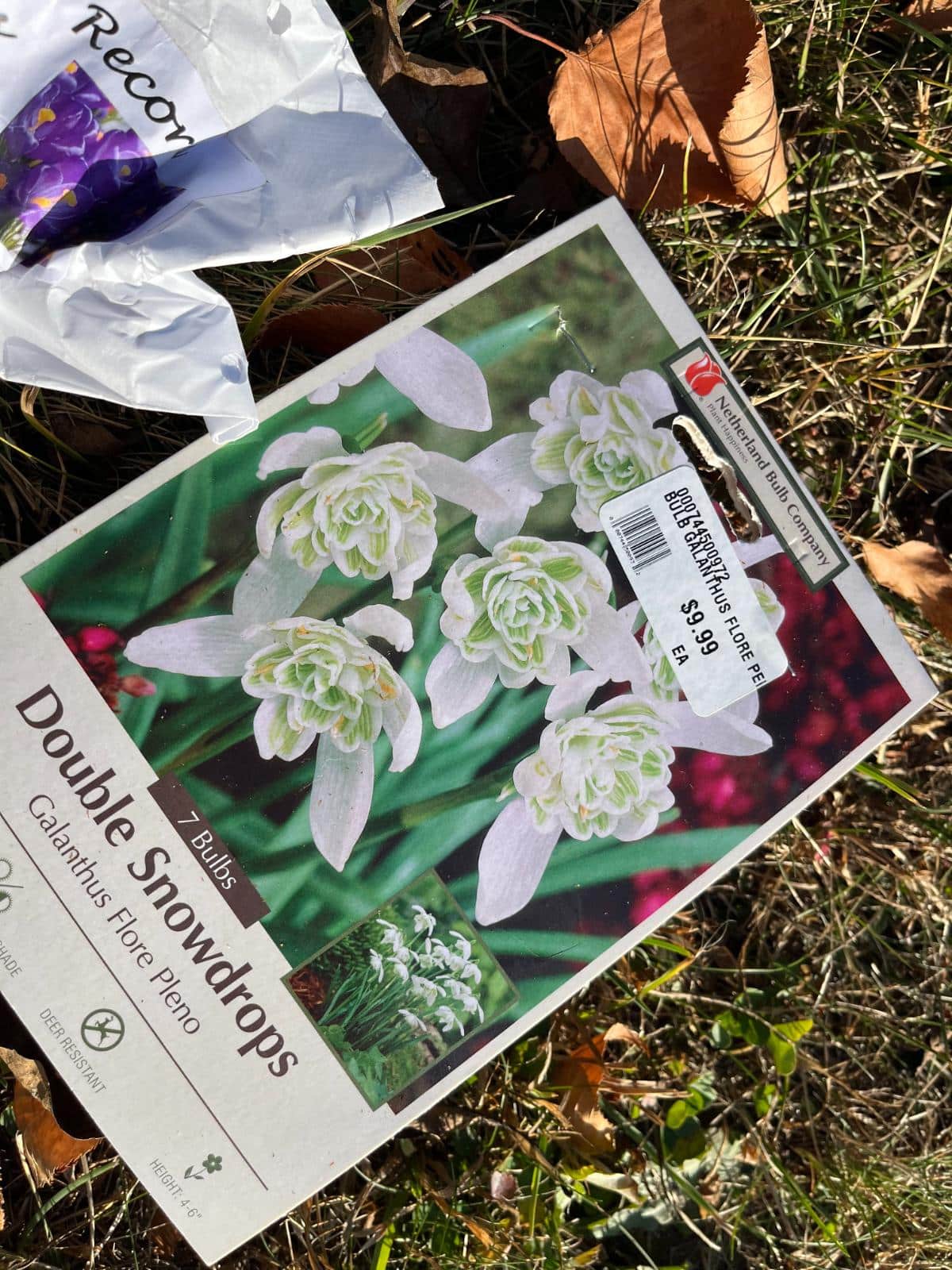 Snowdrop flowers ready to plant