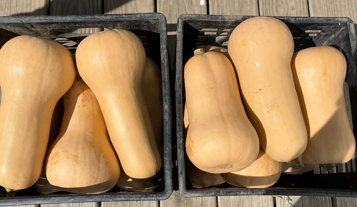 Butternut squash