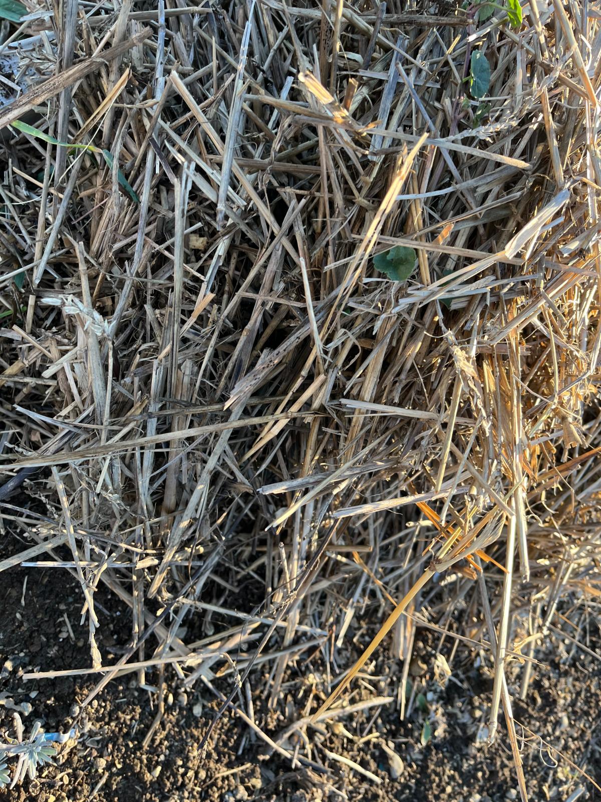 Mulched overwintering spinach seed