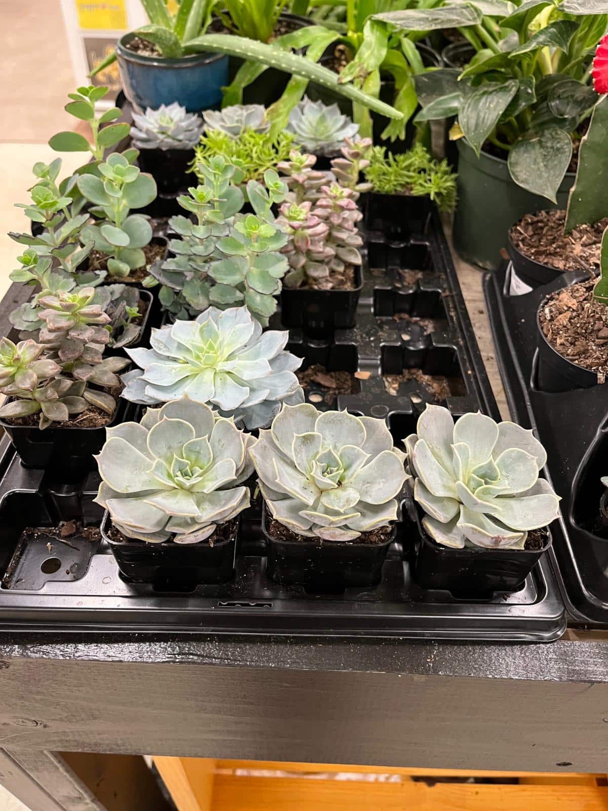 Succulent singles in pots