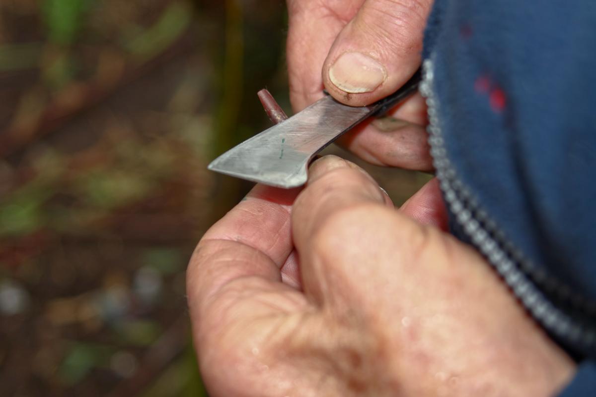 Making a cut on scion wood to graft