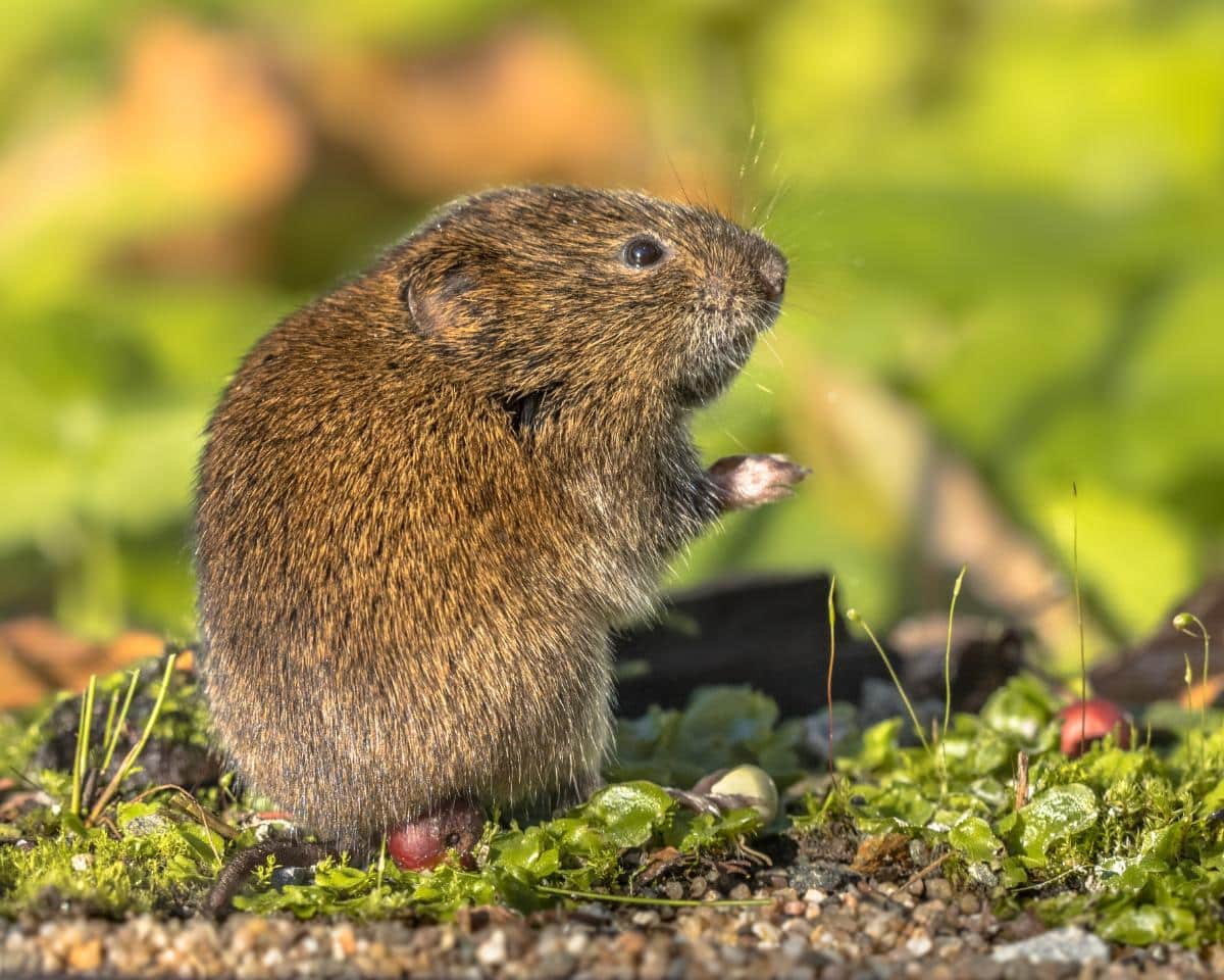 A rat feasting on overwintering garden bulbs