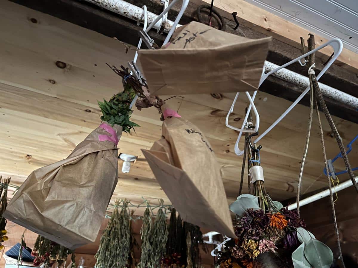 Drying collected wildflower seeds