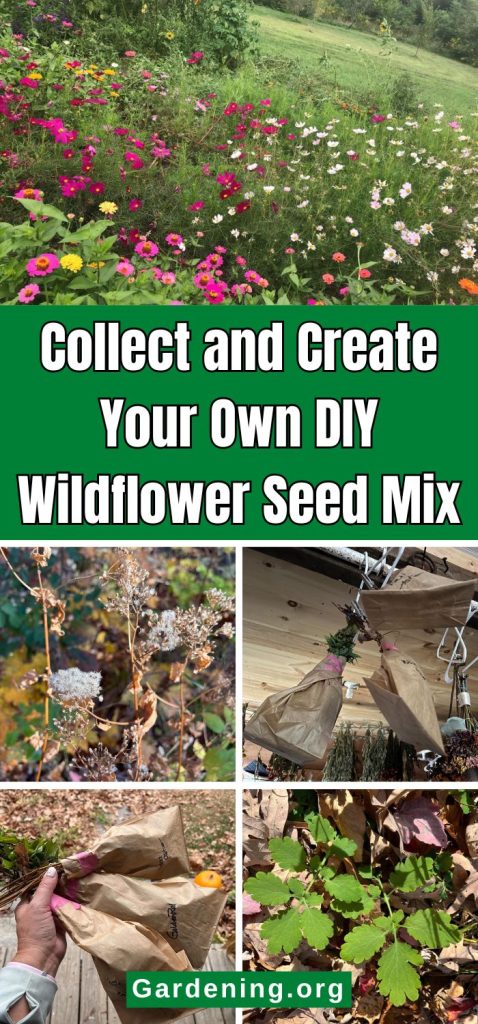 Collect and Create Your Own DIY Wildflower Seed Mix pinterest image