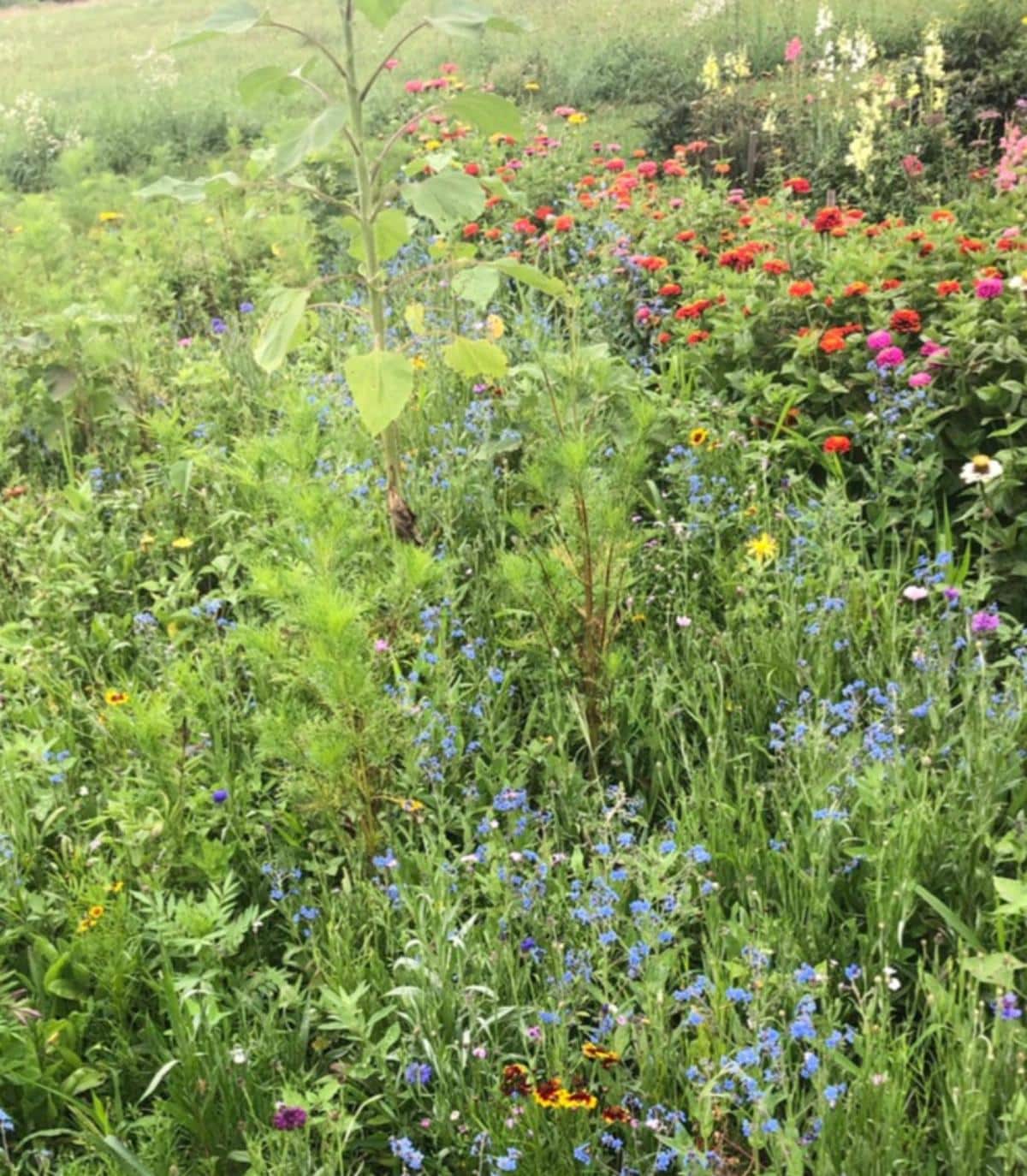 Wildflower meadow that was planted in fall