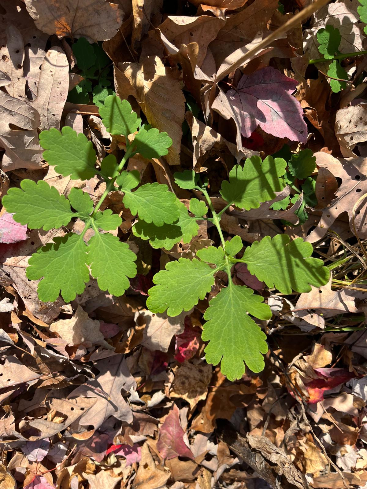 A potential plant for collecting for wildflowers seeds